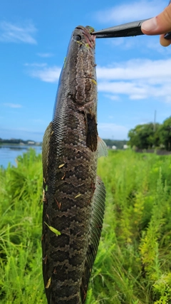 ライギョの釣果