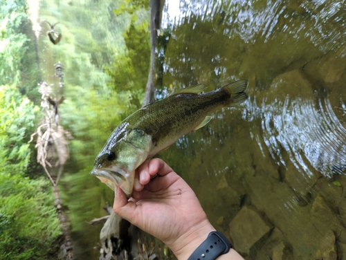 ラージマウスバスの釣果