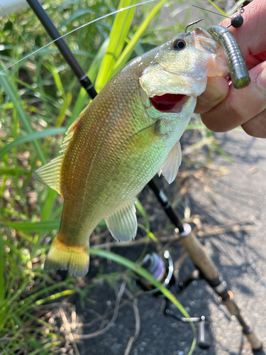 ブラックバスの釣果