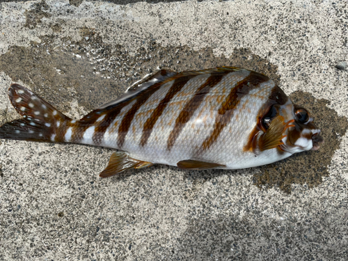 タカノハダイの釣果