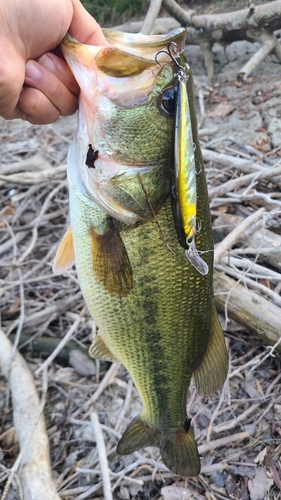 ラージマウスバスの釣果