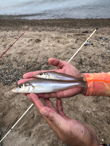 キスの釣果