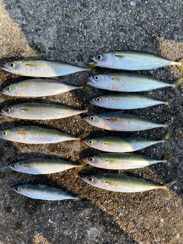 サバの釣果