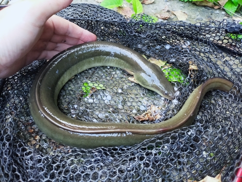 ニホンウナギの釣果