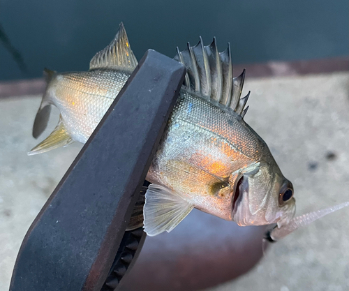 ハクラ（タイリクスズキ）の釣果