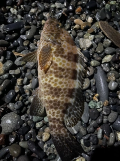 オオモンハタの釣果