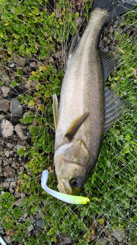 スズキの釣果