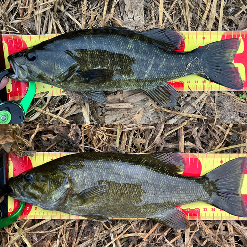 スモールマウスバスの釣果