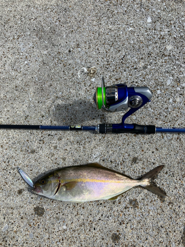 ショゴの釣果