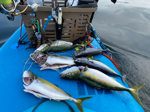 イナダの釣果