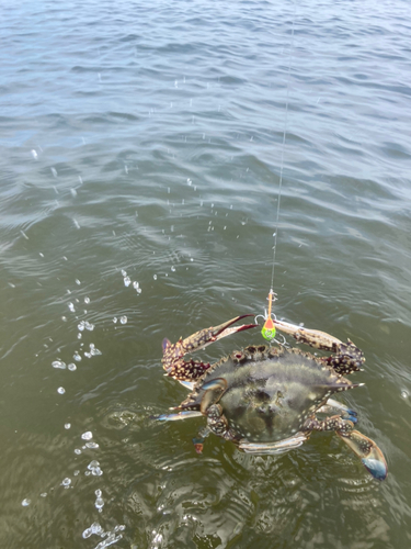 ワタリガニの釣果