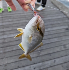 ショゴの釣果