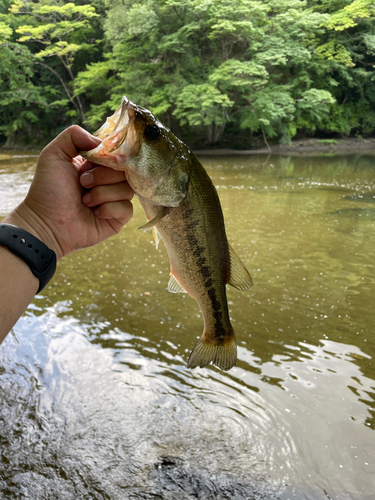 ラージマウスバスの釣果