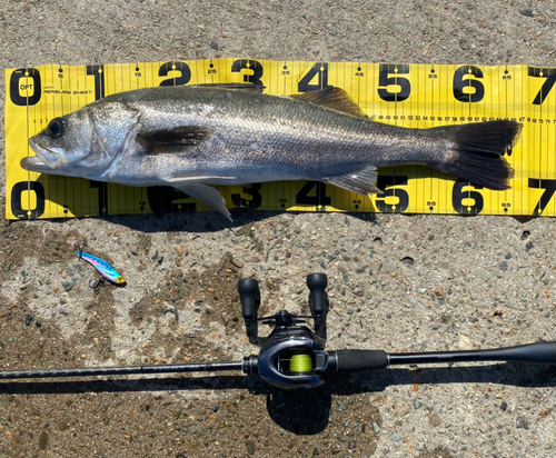 シーバスの釣果