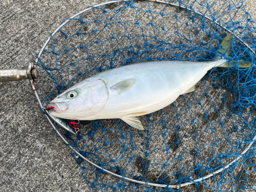 ワカシの釣果