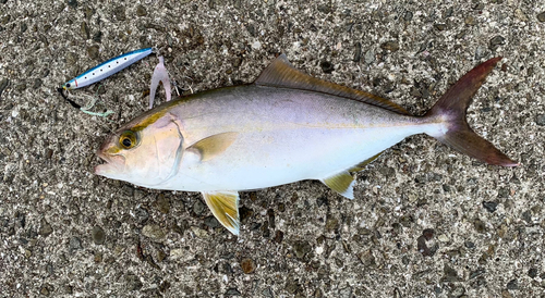 シオの釣果