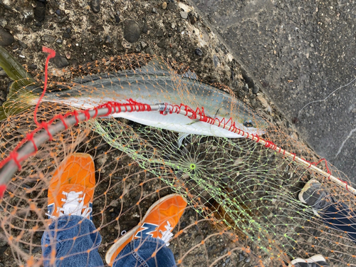 ブリの釣果