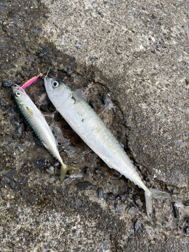 サバの釣果