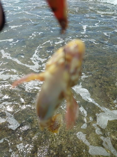 イソゴンベの釣果