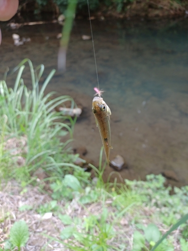 カワムツの釣果