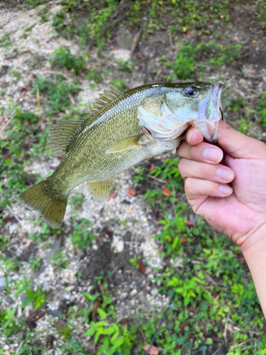 ラージマウスバスの釣果