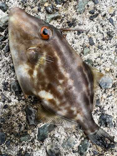 ウマヅラハギの釣果