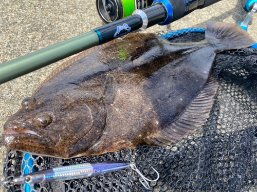 ヒラメの釣果