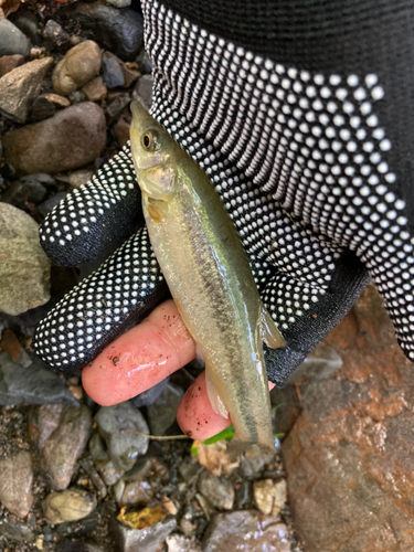 アブラハヤの釣果