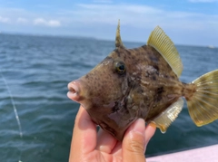 カワハギの釣果