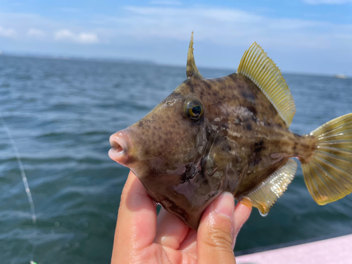 カワハギの釣果