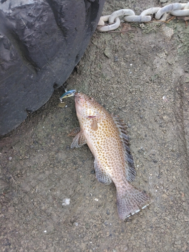 オオモンハタの釣果