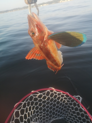 ホウボウの釣果