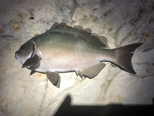 オナガグレの釣果