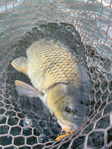 コイの釣果