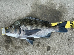 チヌの釣果