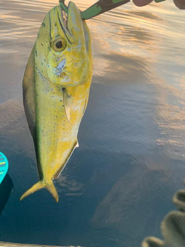 シイラの釣果