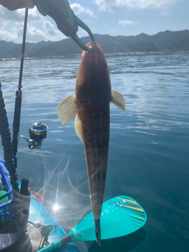 マゴチの釣果