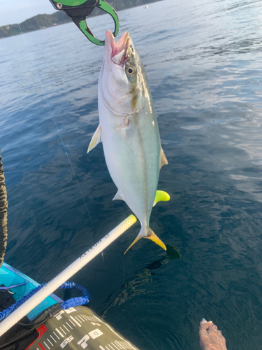 イナダの釣果