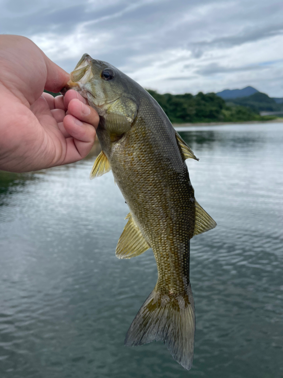 スモールマウスバス