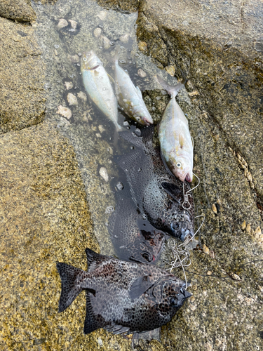 ショゴの釣果