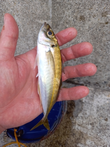 マアジの釣果