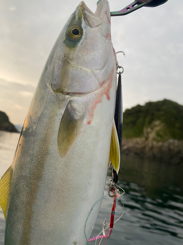 ヤズの釣果