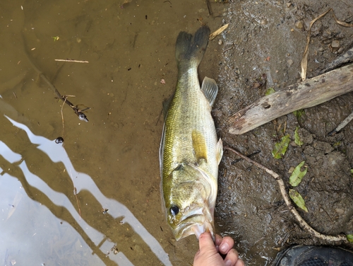 ラージマウスバスの釣果