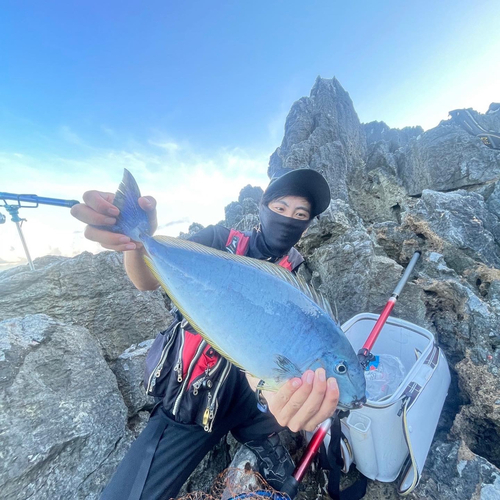 テングハギモドキの釣果