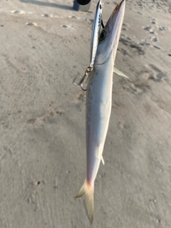 カマスの釣果