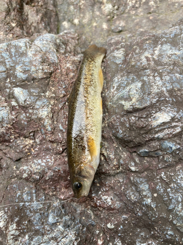 アブラハヤの釣果