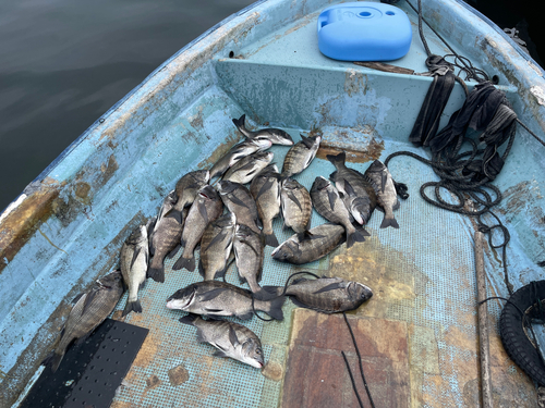 クロダイの釣果