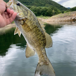 スモールマウスバス