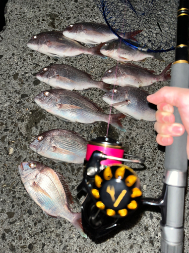 マダイの釣果