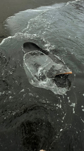 ワラサの釣果